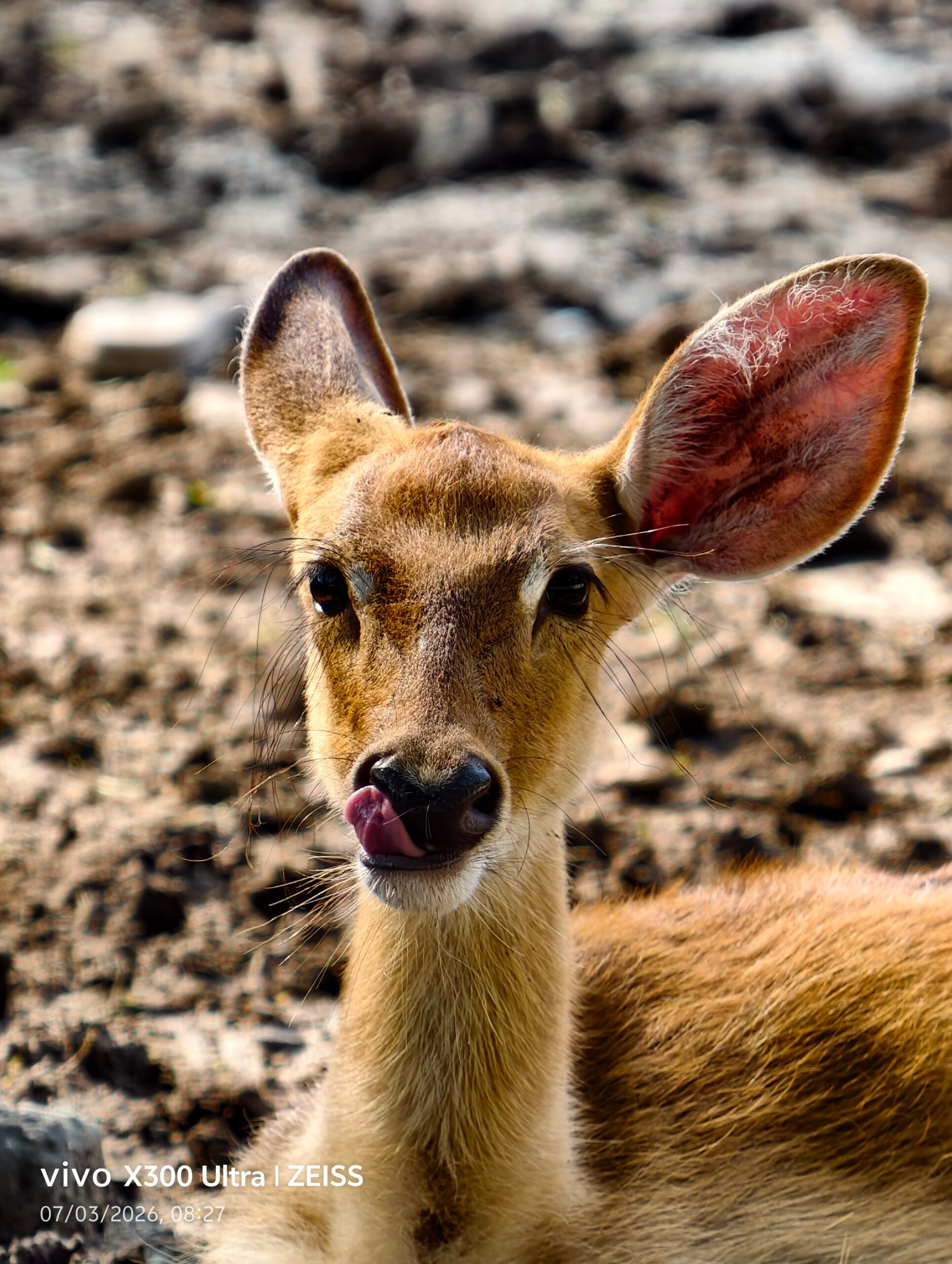 Animal, Deer, Mammal