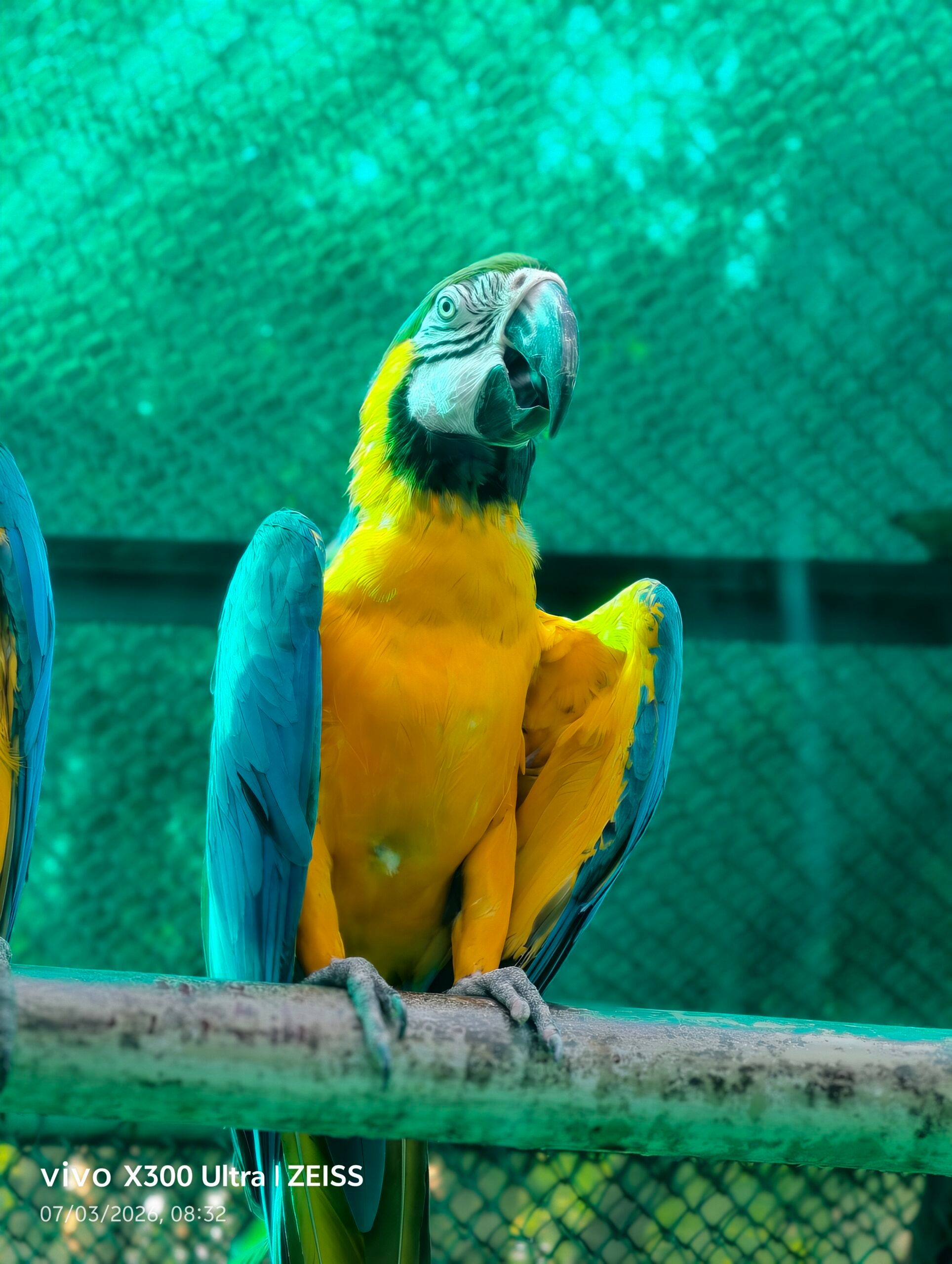 Animal, Bird, Macaw