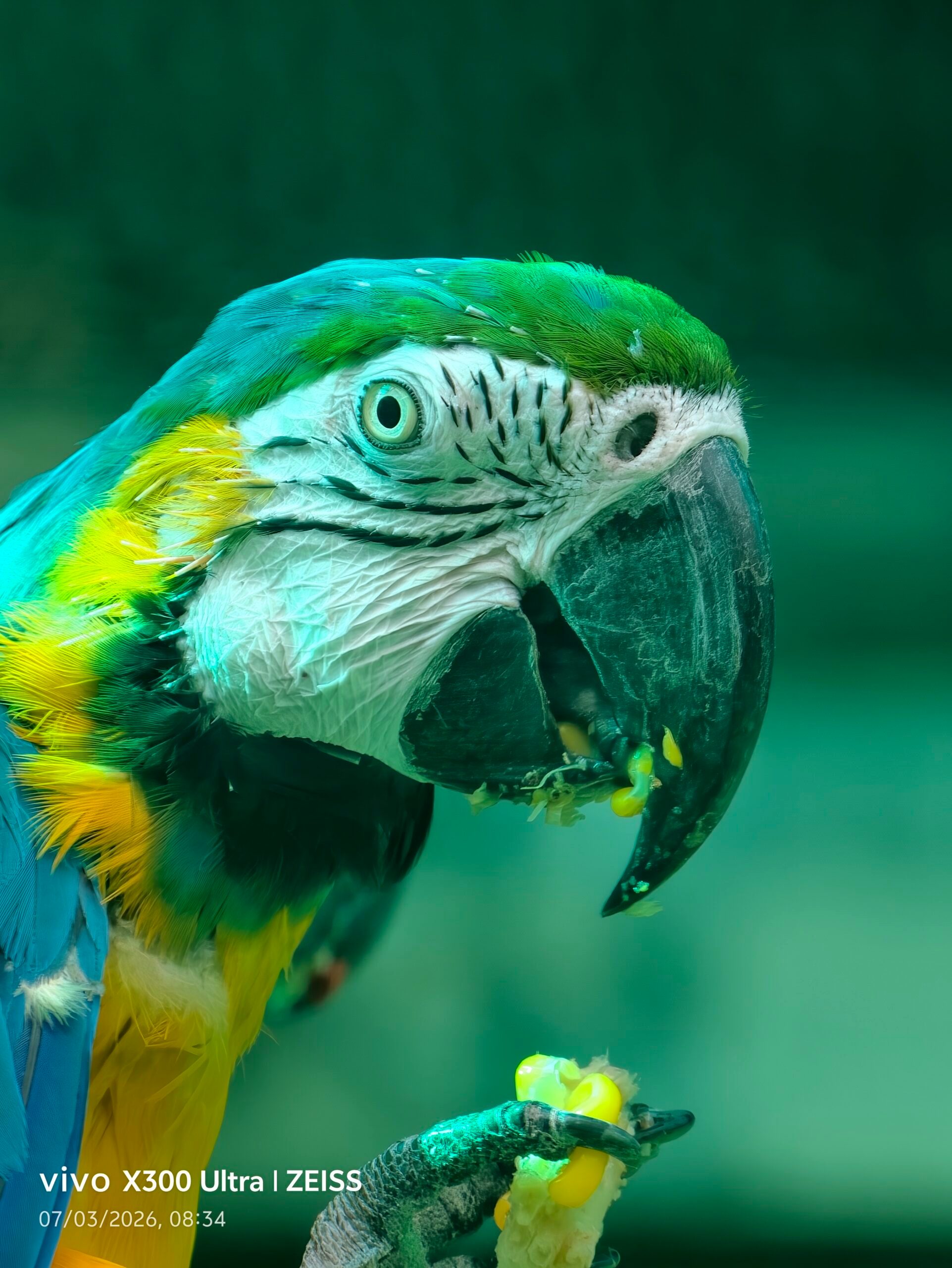 Animal, Bird, Macaw