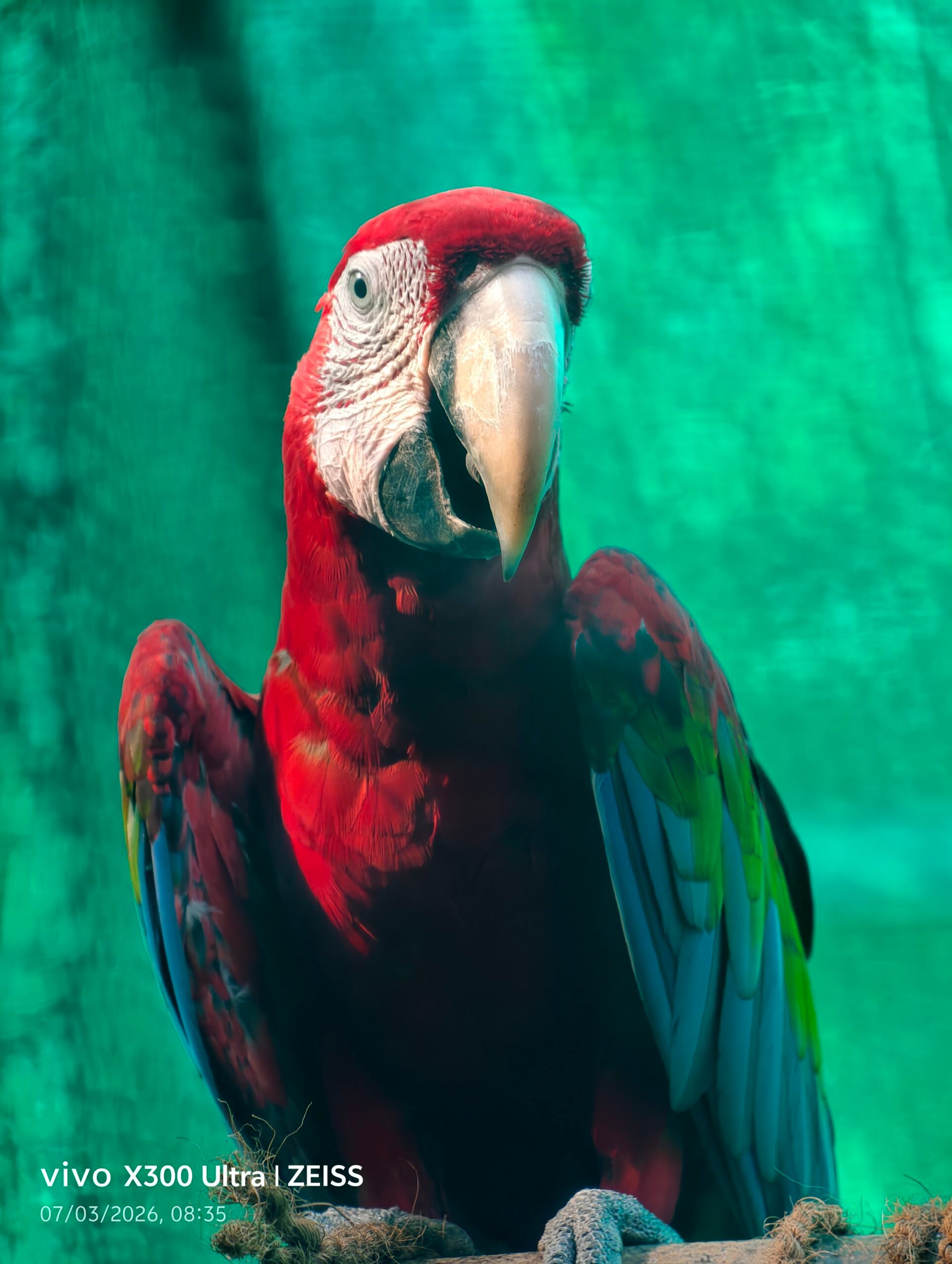 Animal, Bird, Macaw