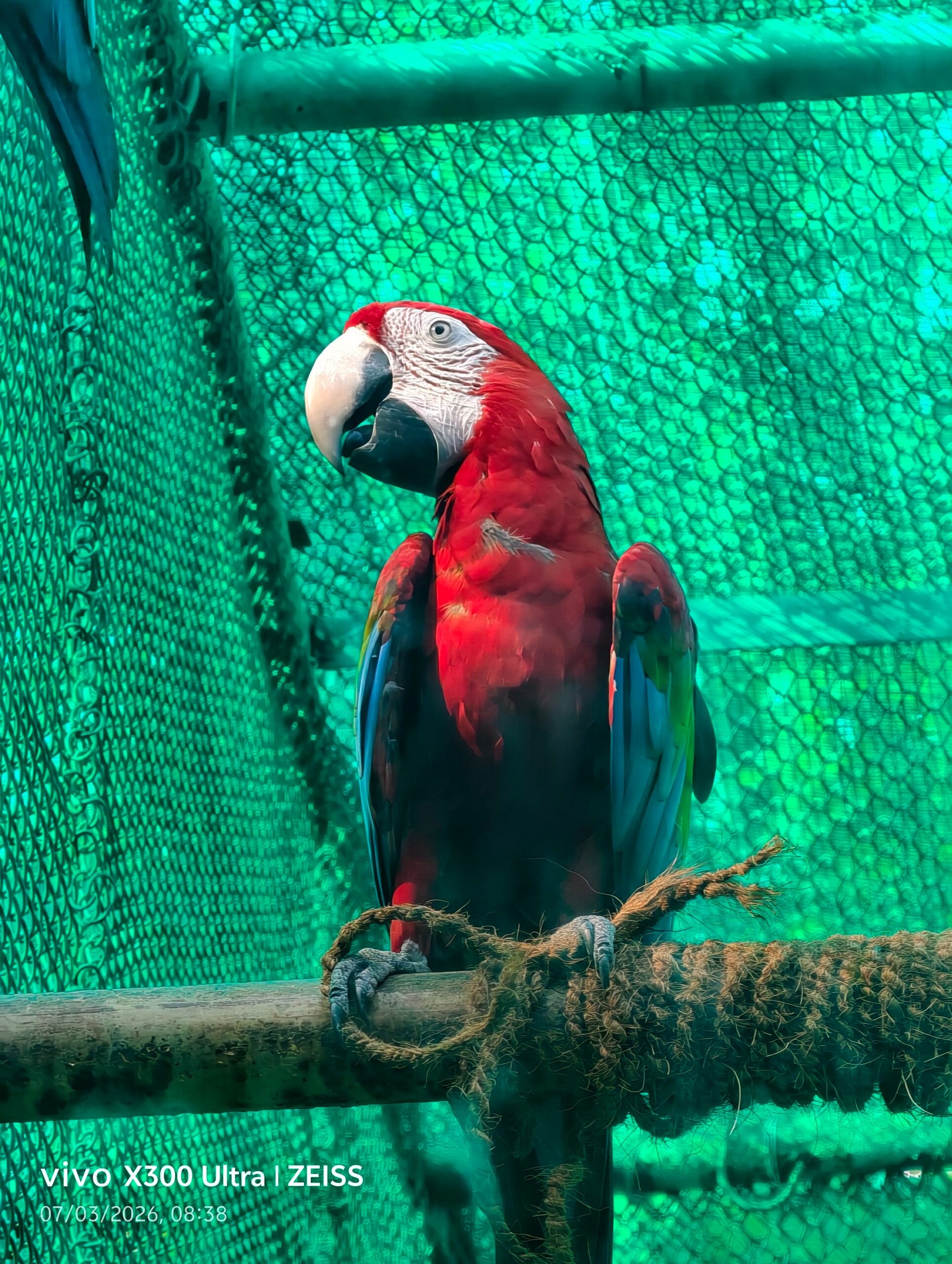 Animal, Bird, Macaw