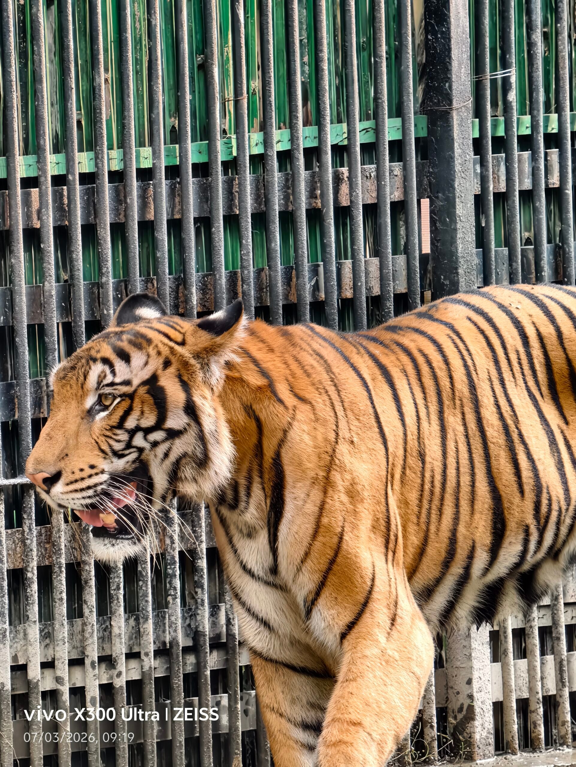 Animal, Mammal, Tiger