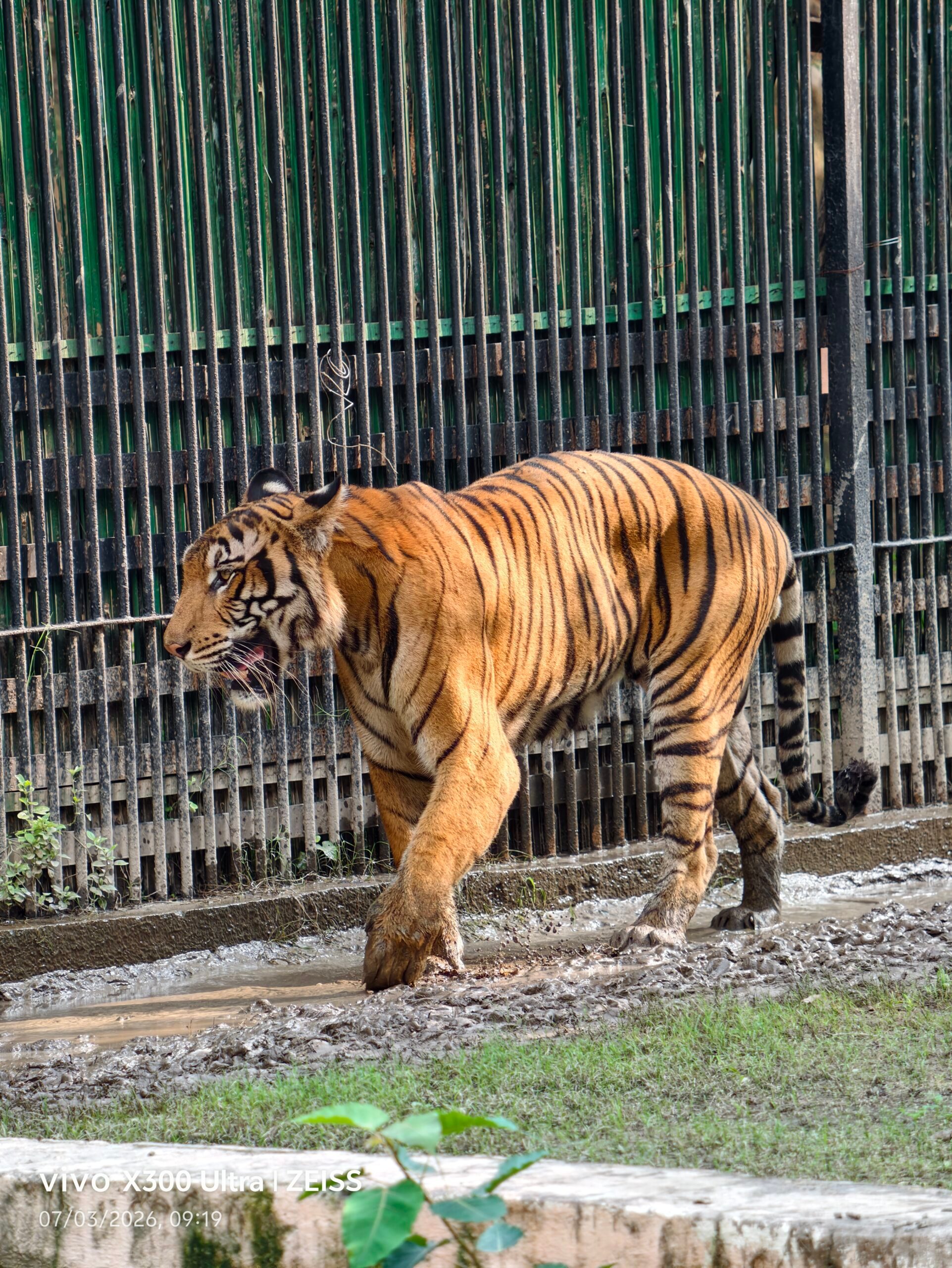 Animal, Mammal, Tiger