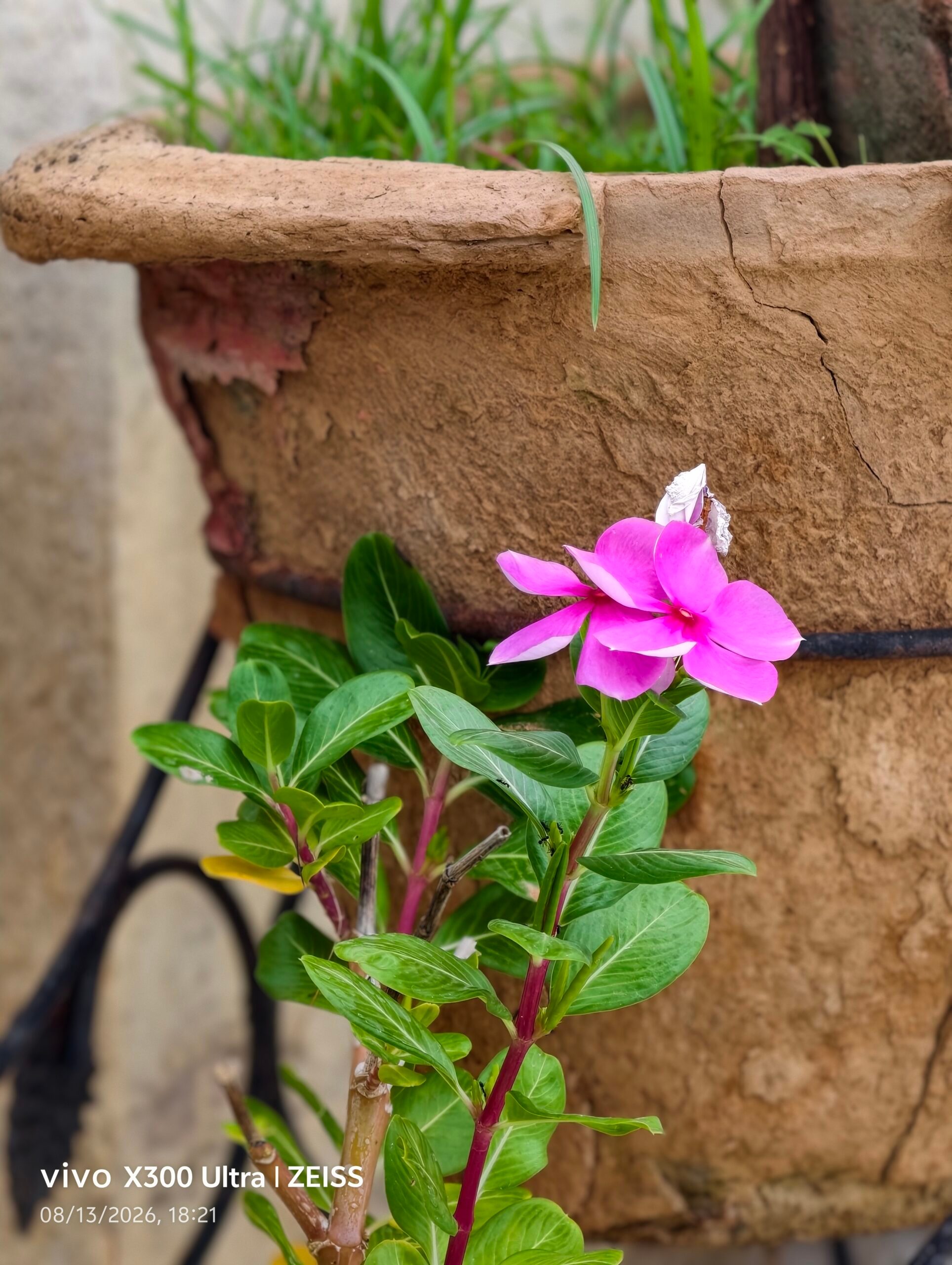 Plant, Potted Plant, Flower