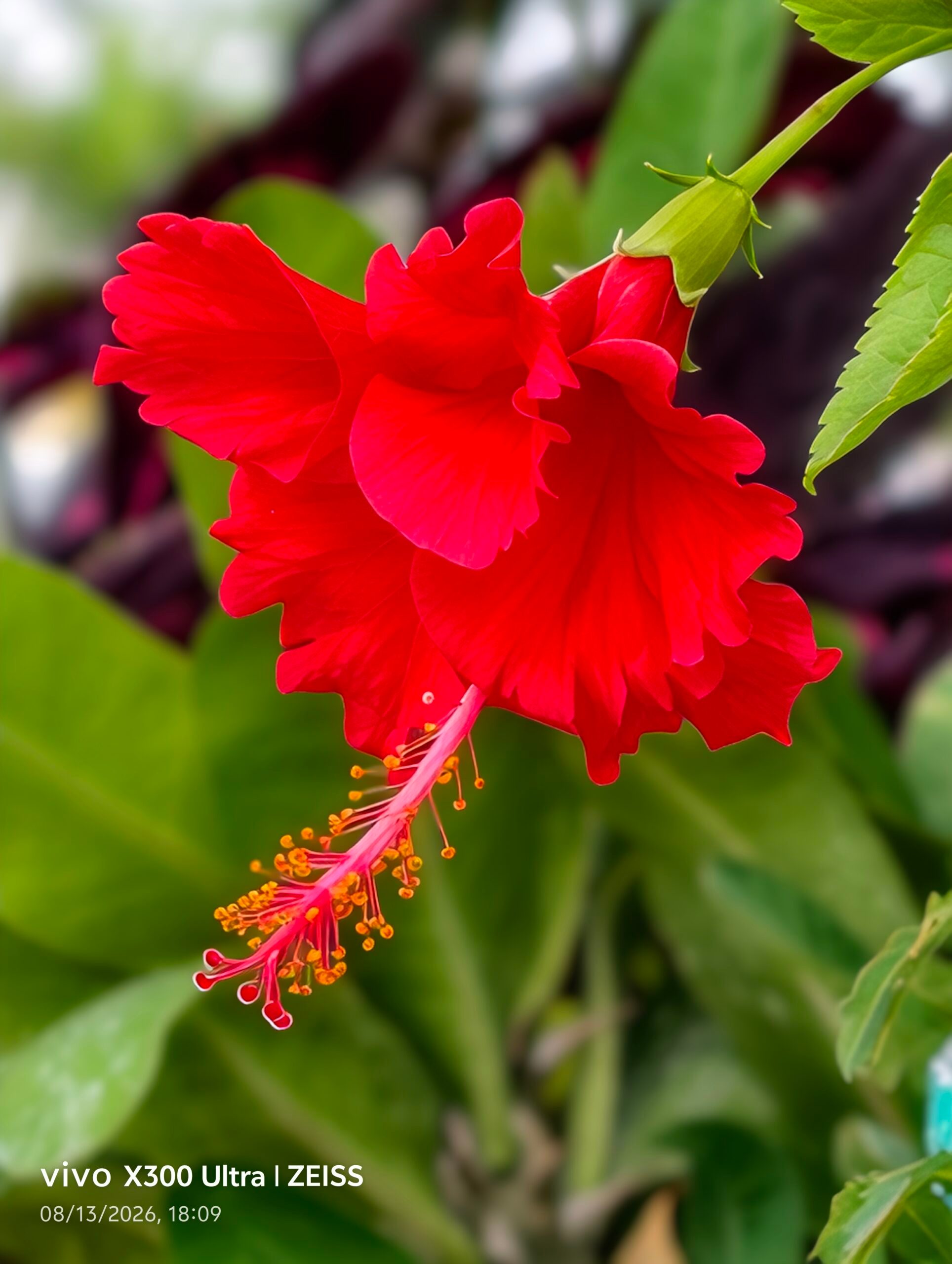 Plant, Pollen, Flower