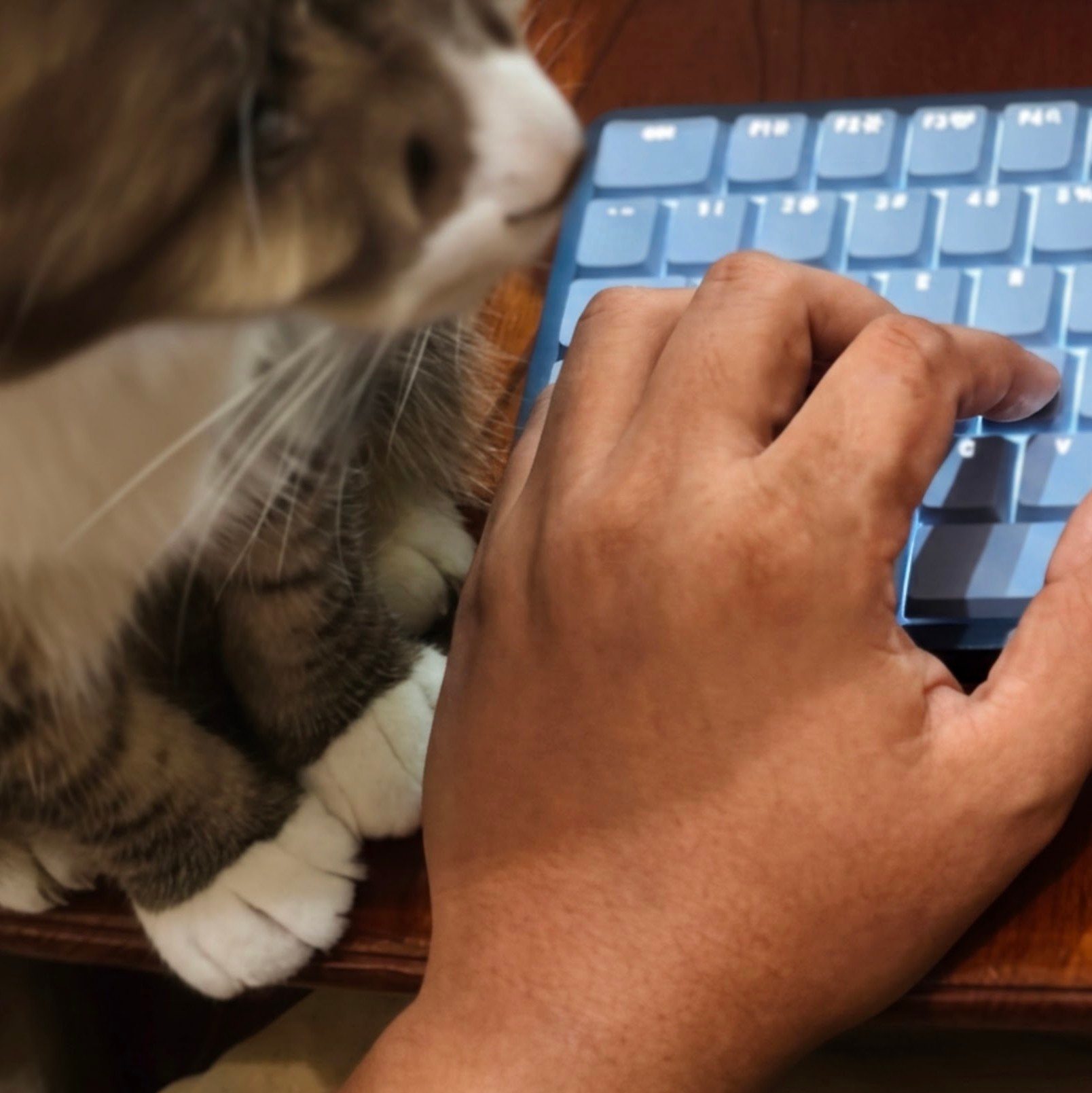 Computer, Computer Hardware, Computer Keyboard
