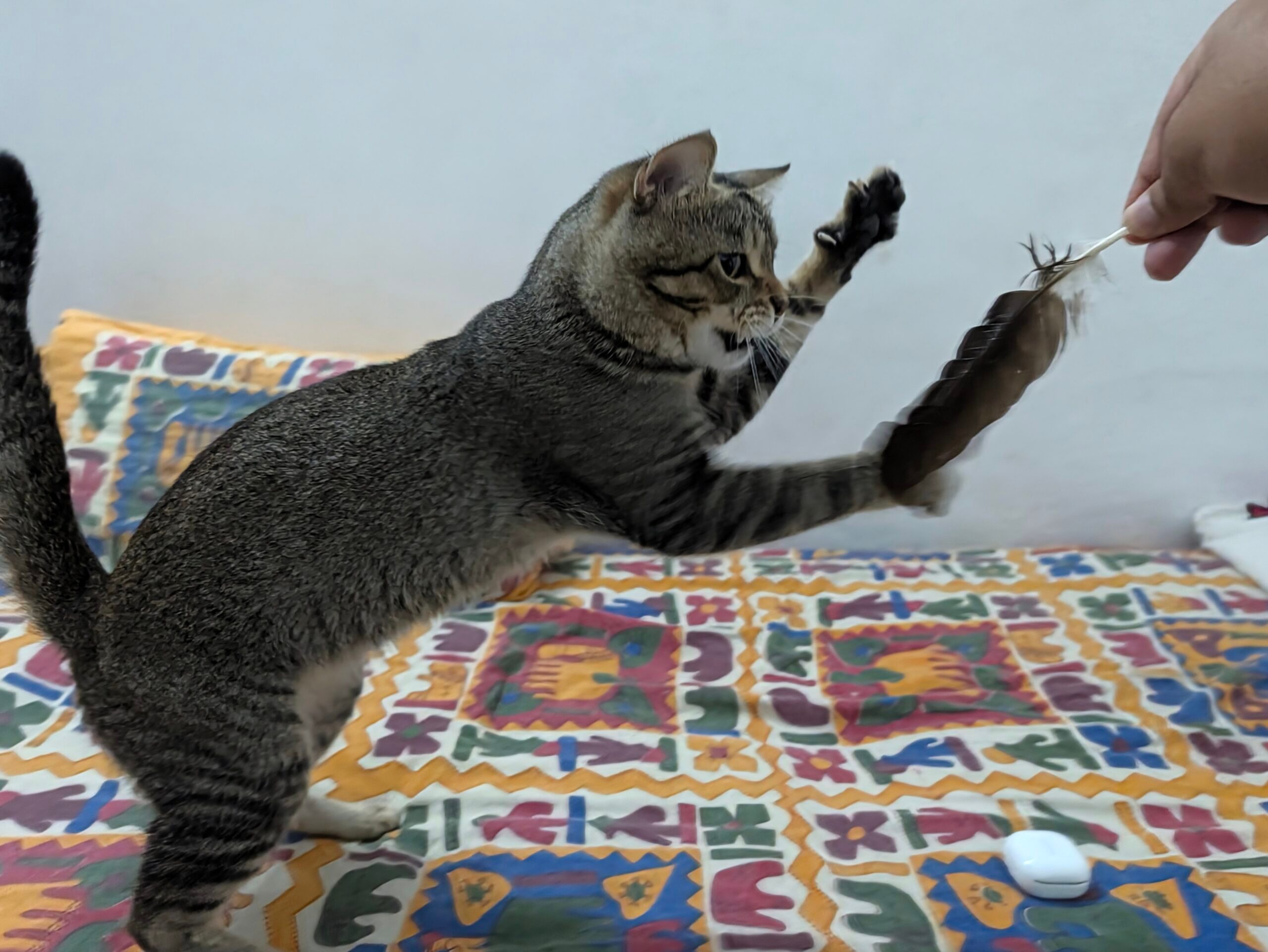 Abyssinian, Animal, Cat