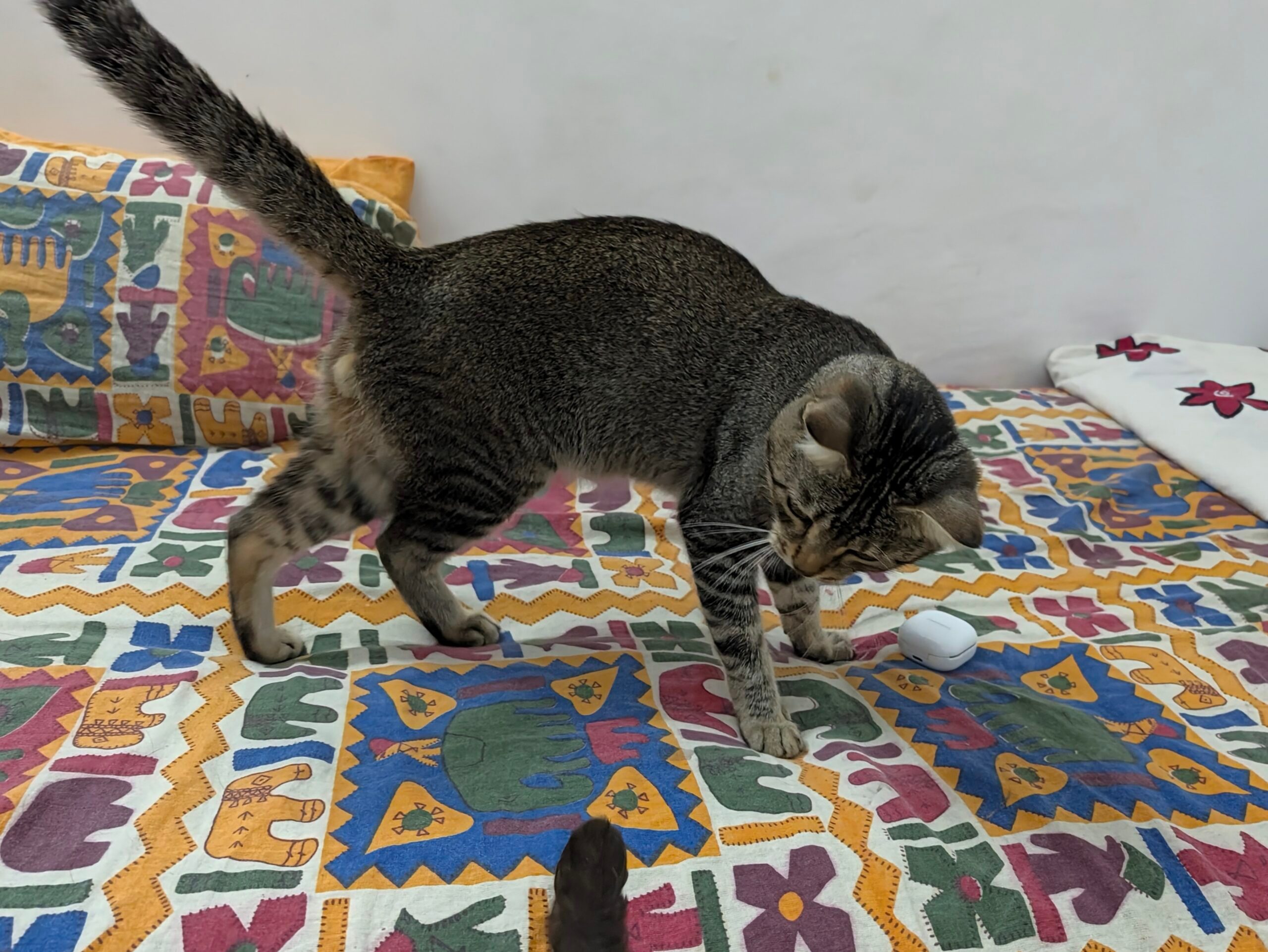 Home Decor, Animal, Cat