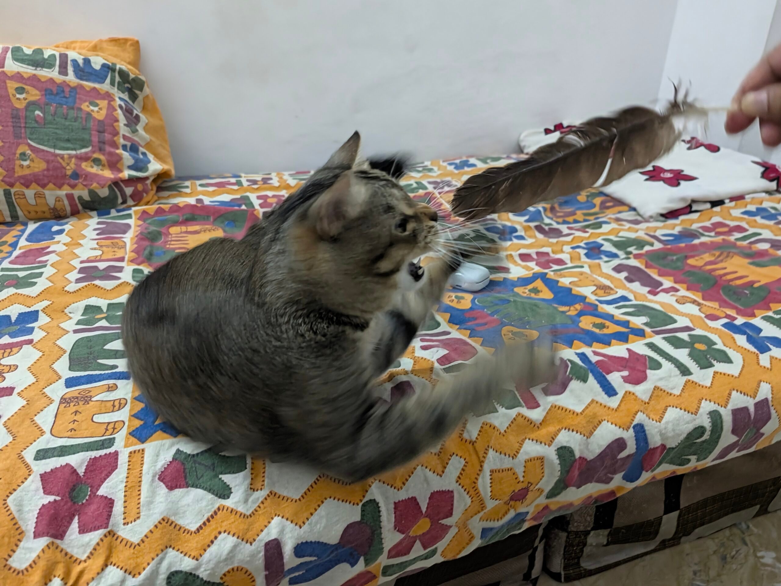 Cushion, Home Decor, Animal