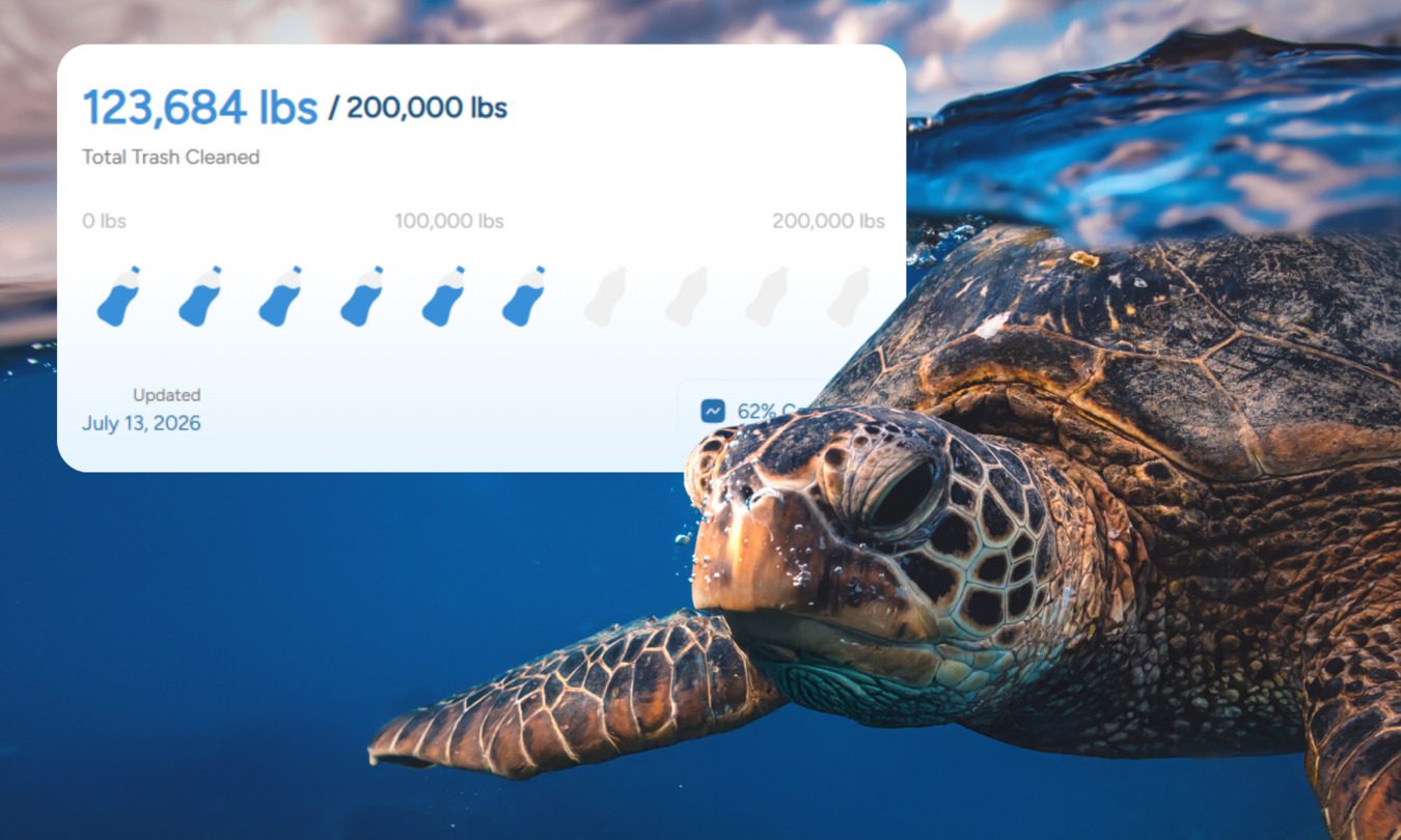 Animal, Reptile, Sea Life