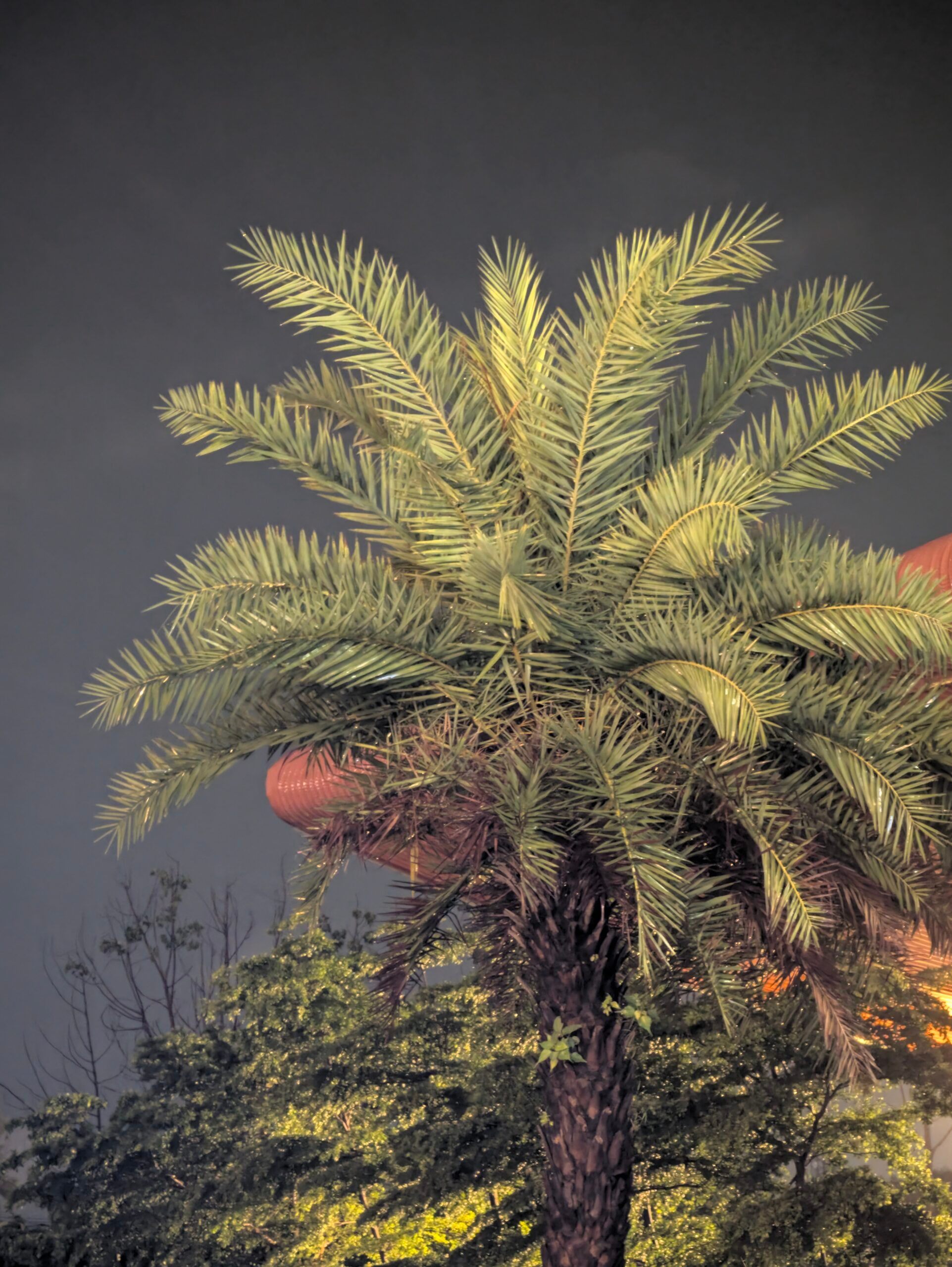 Plant, Tree, Palm Tree