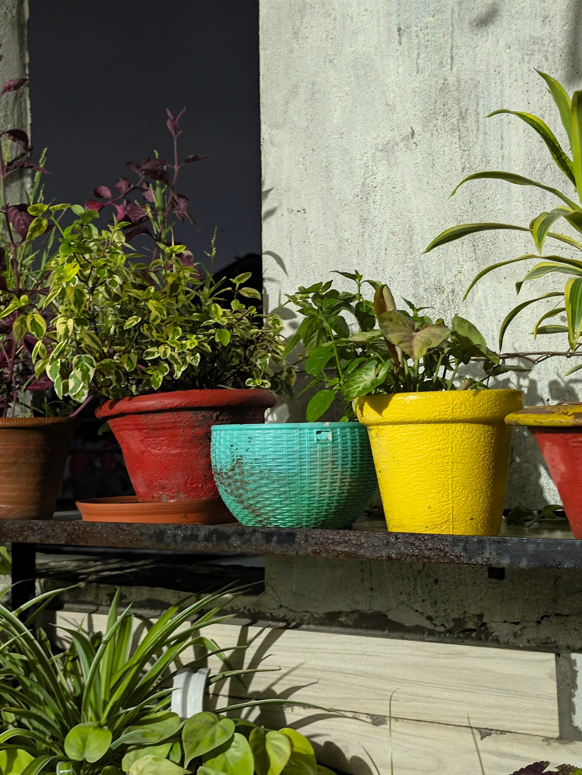 Cookware, Pot, Plant