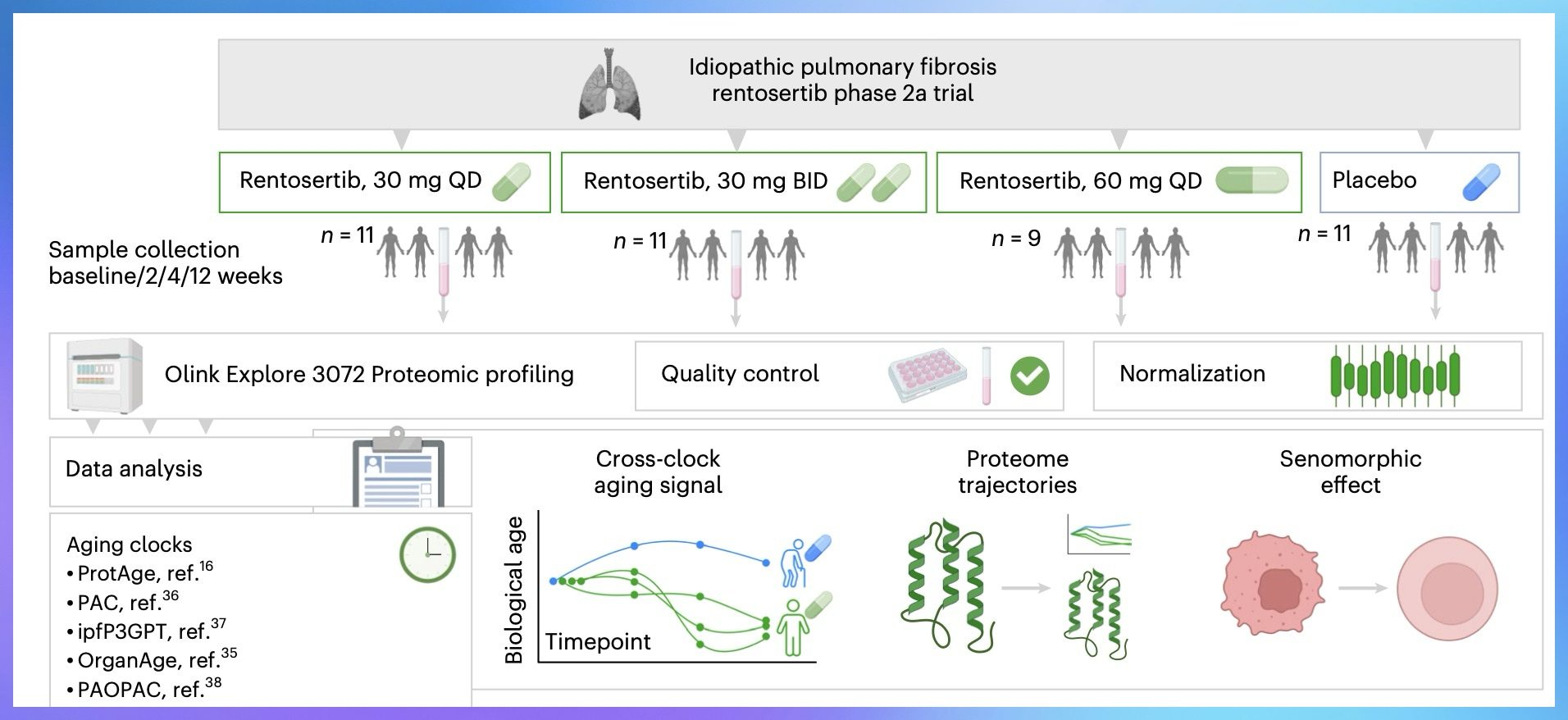 The application of aging research principles to clinical trials