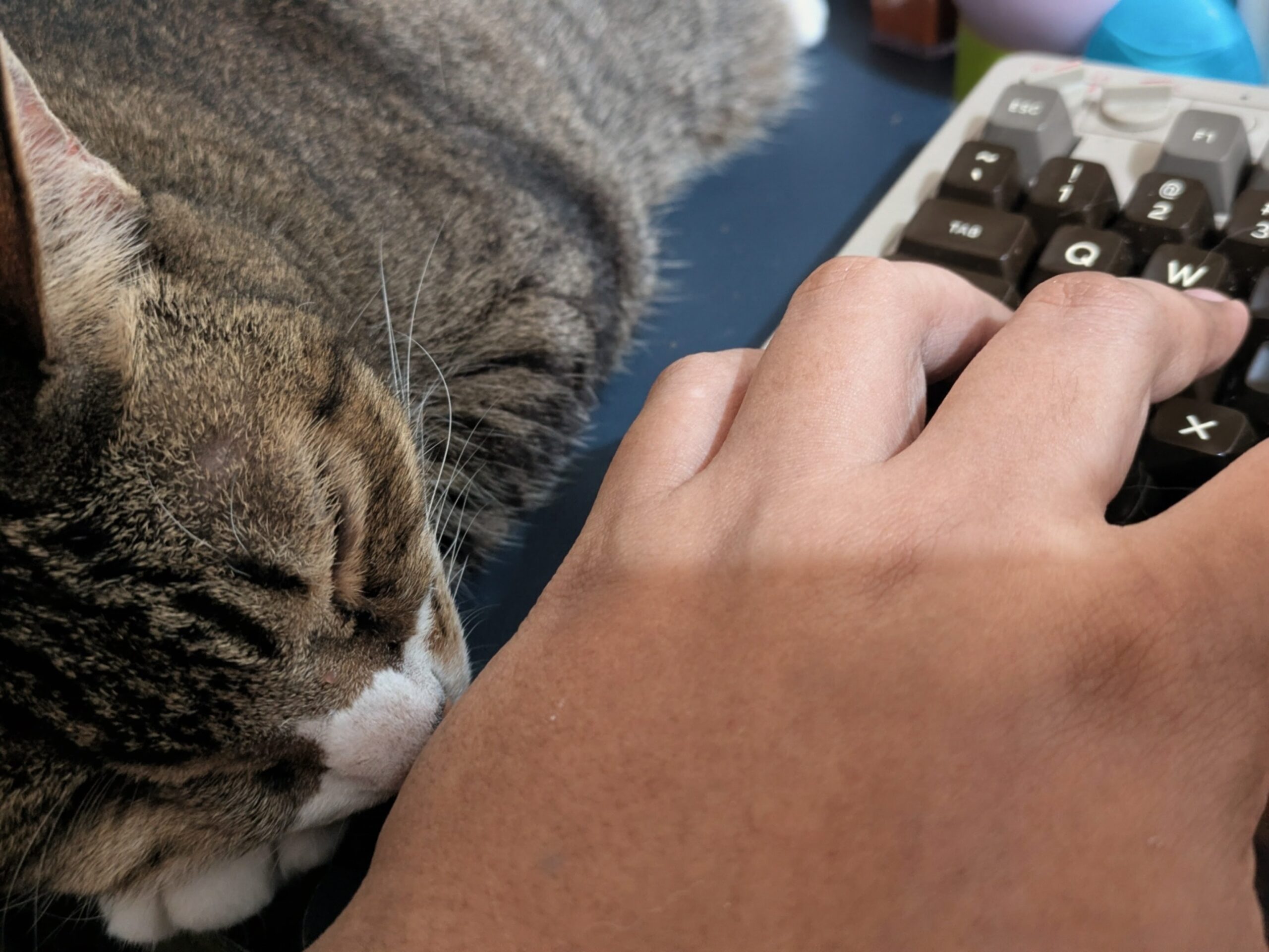 Computer, Computer Hardware, Computer Keyboard