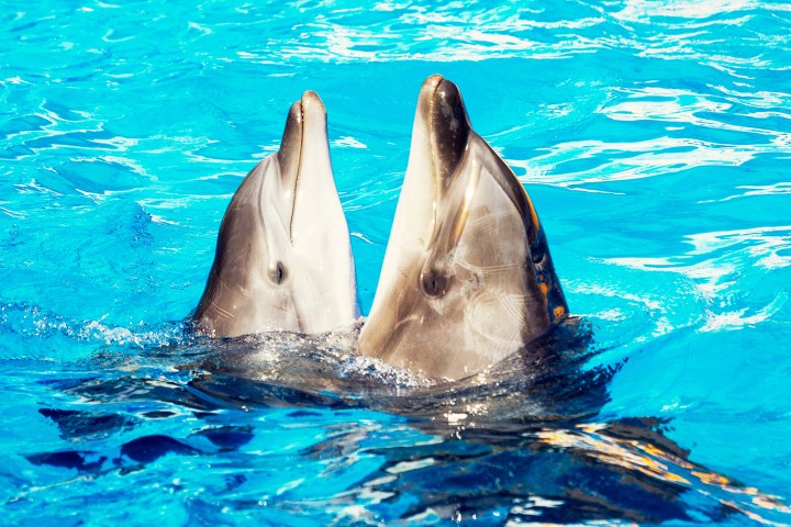 Translation technology may let humans speak with dolphins