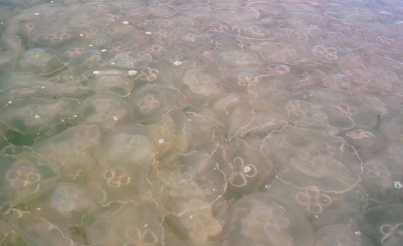 Jellyfish via Life's little mysteries