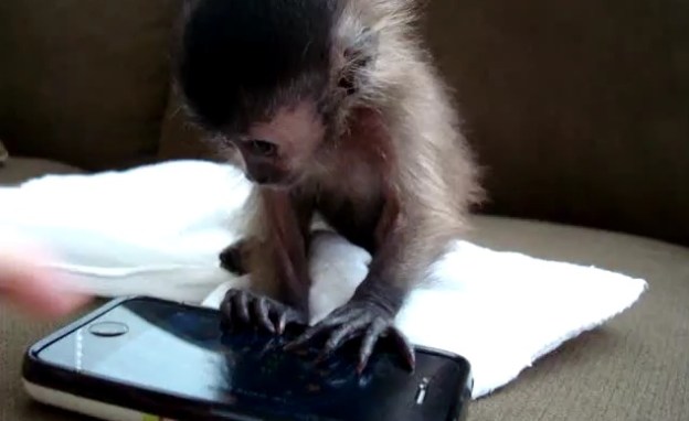 baby-monkey-playing-with-iphone