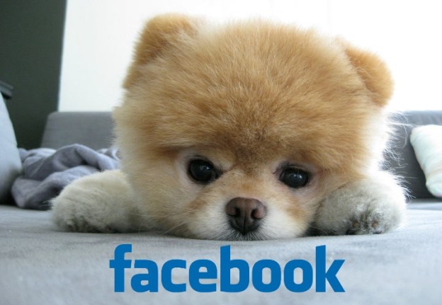 facebook-boo-dog