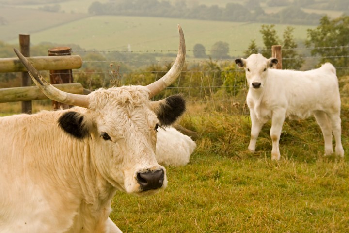 tunisia bagra cow prize british cows
