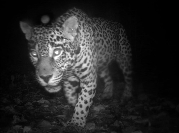 jaguar-Conservation International