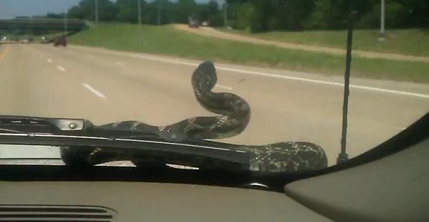 snake-on-a-car