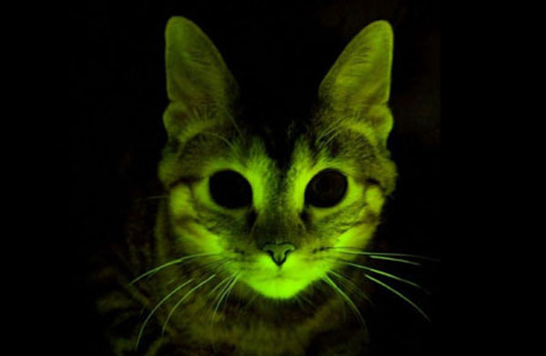 Glowing-cat