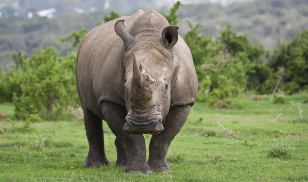 white-rhino