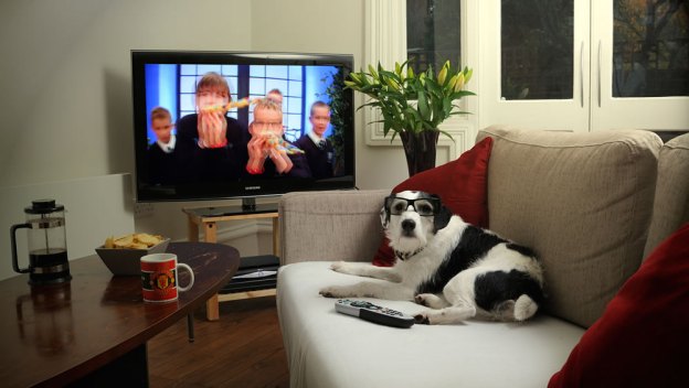 3dtv-for-the-dogs