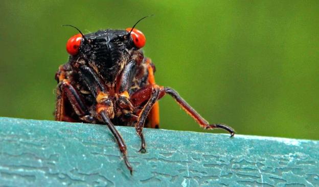 Cicada swarmageddon