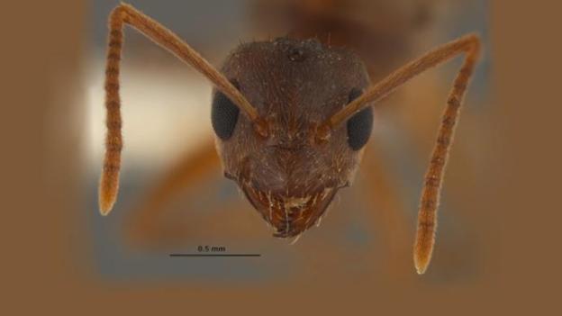 nylanderia-fulva-gadget eating crazy-ants