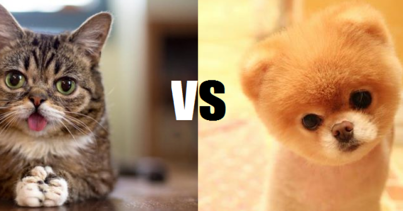 Does the Internet love cats or dogs more? | Digital Trends