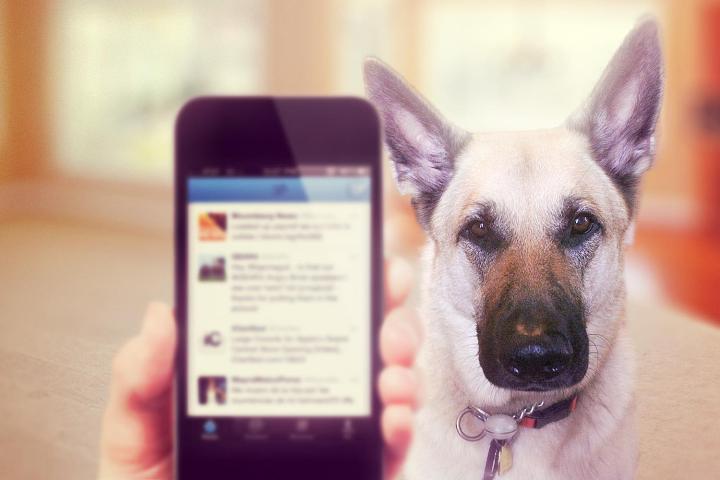 What my dog taught me about my bad technology habits