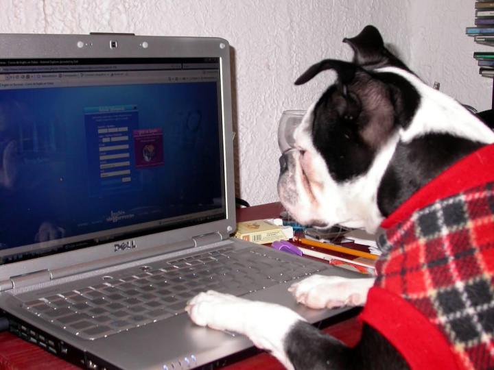 the connected pet gadgets computerdog