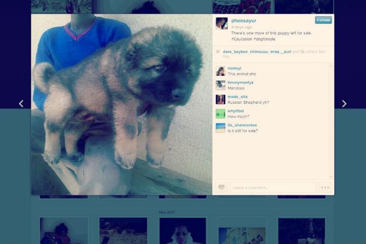 instagram and puppy mills dog for sale final