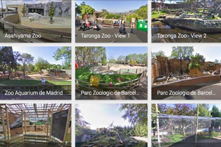 pandas come to street view with more zoos added service