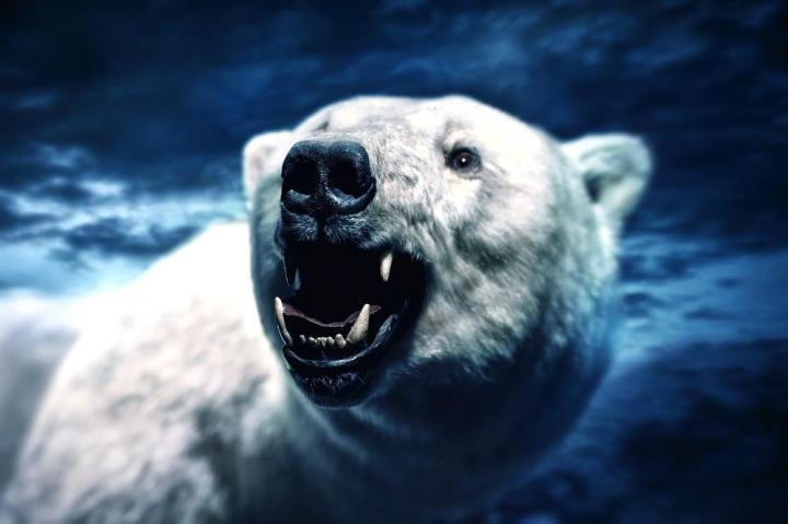 cell phone saves man in polar bear attack