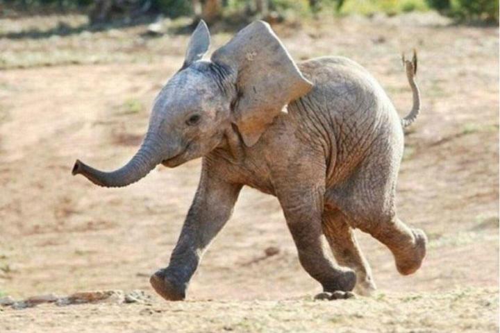 wwf keeps elephants safe by scaring the bejeezus out of them with drones baby elephant