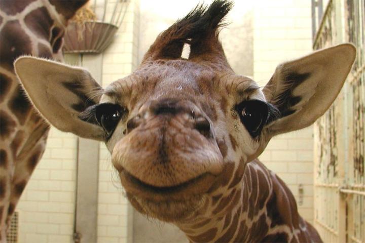 facebook news feed probably full giraffe profile pics heres baby