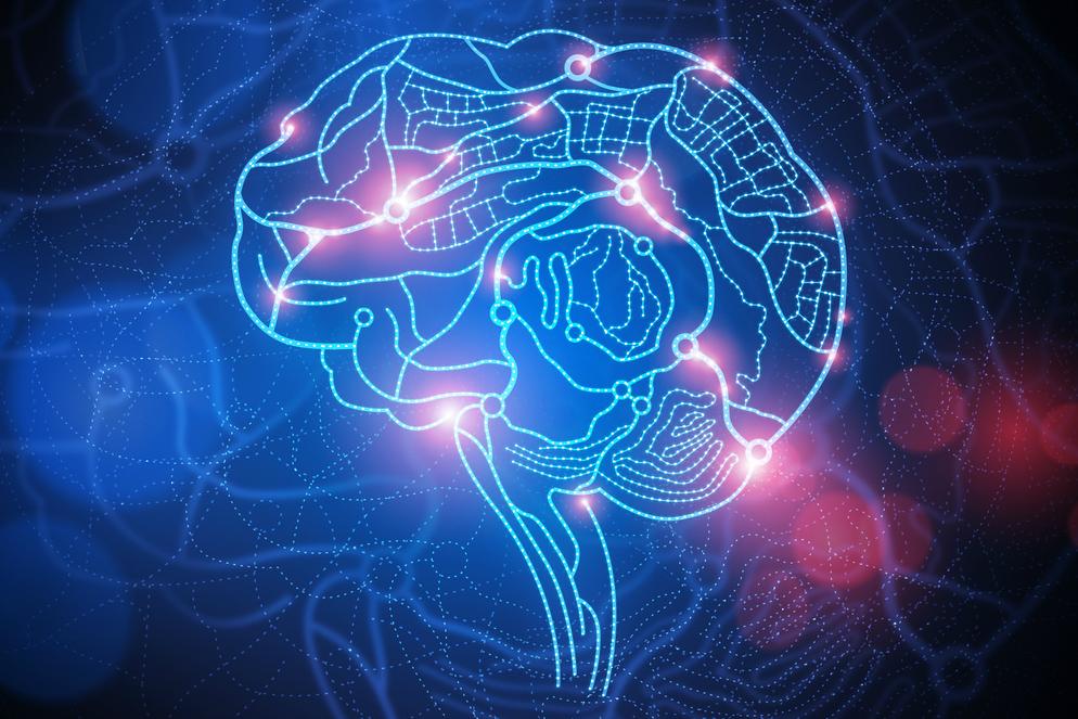 monkey rat brains connected to form brainet brain