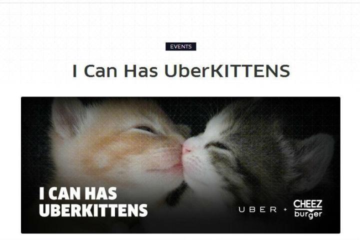 uber cheezburger partnering fill office kittens yes really