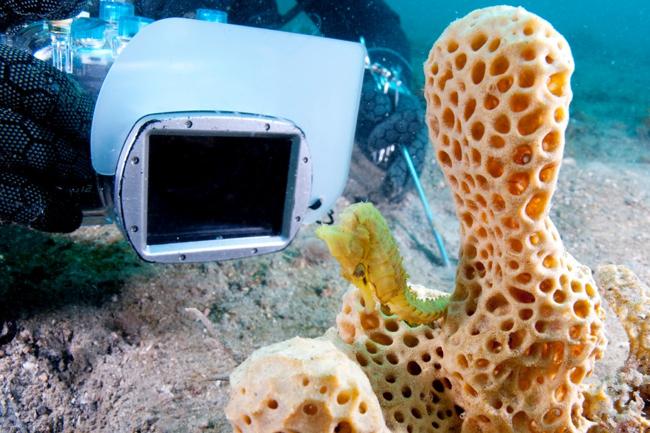 underwater flash photography poses no risk to seahorses david harasti seahorse 2