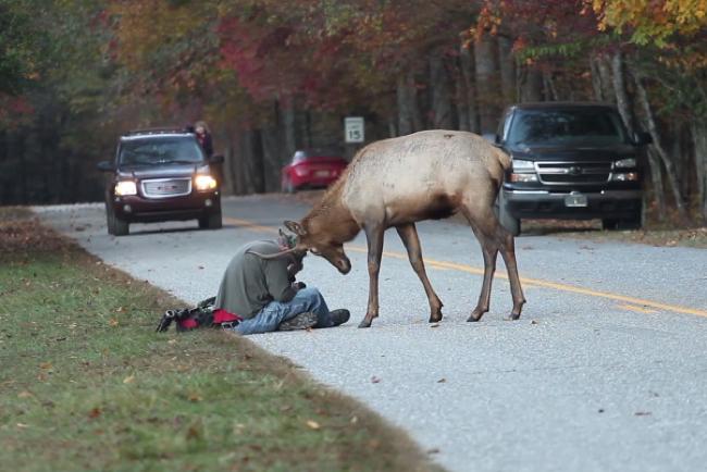animals attack elk violently head butts photographer minding business james york bull