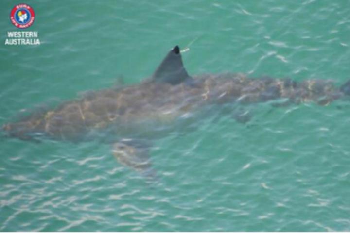 sharkattack australia uses twitter send shark warnings