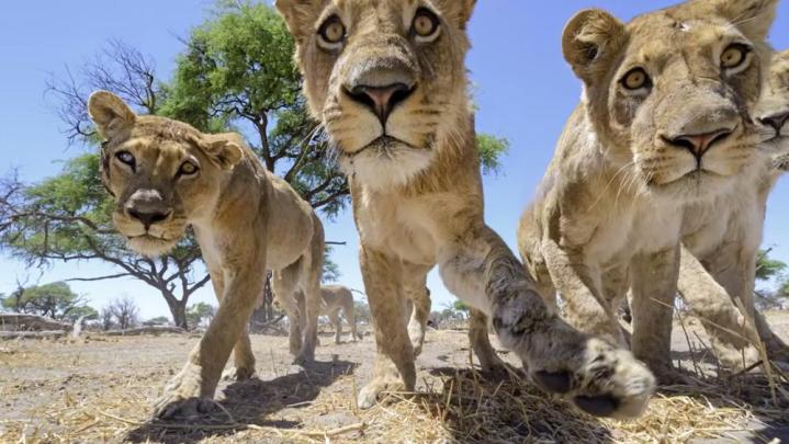 photographers camera buggy attacked lion pack lives shoot another day chris mclennan lions 1