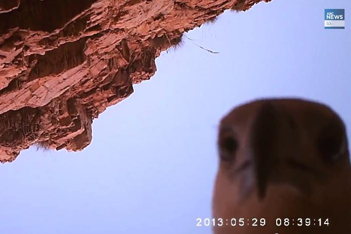 australian eagle camera selfie