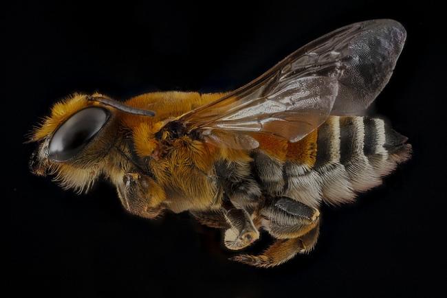 high resolution macro photos show amazing details bees wont cure fear bugs sam droge bee 1