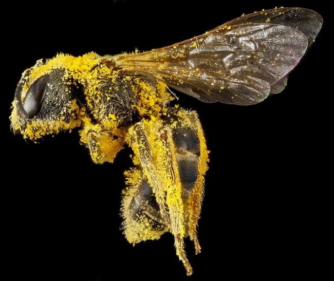 high resolution macro photos show amazing details bees wont cure fear bugs sam droge bee 10