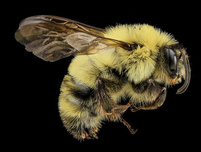 high resolution macro photos show amazing details bees wont cure fear bugs sam droge bee 11