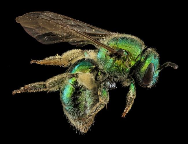 high resolution macro photos show amazing details bees wont cure fear bugs sam droge bee 2