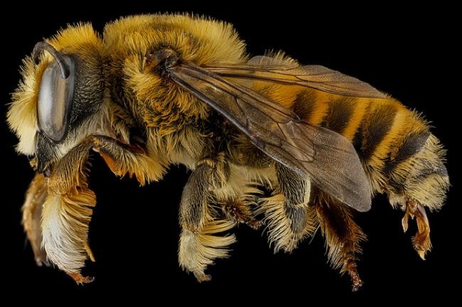 high resolution macro photos show amazing details bees wont cure fear bugs sam droge bee 4